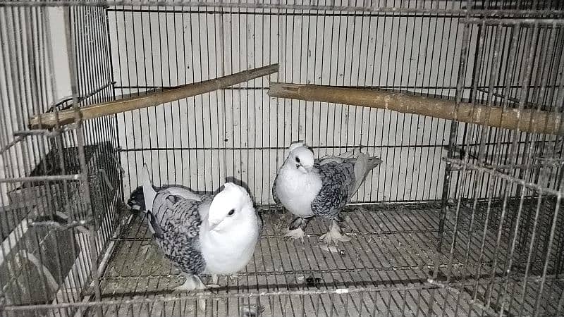 fancy pigeon for sale all 2