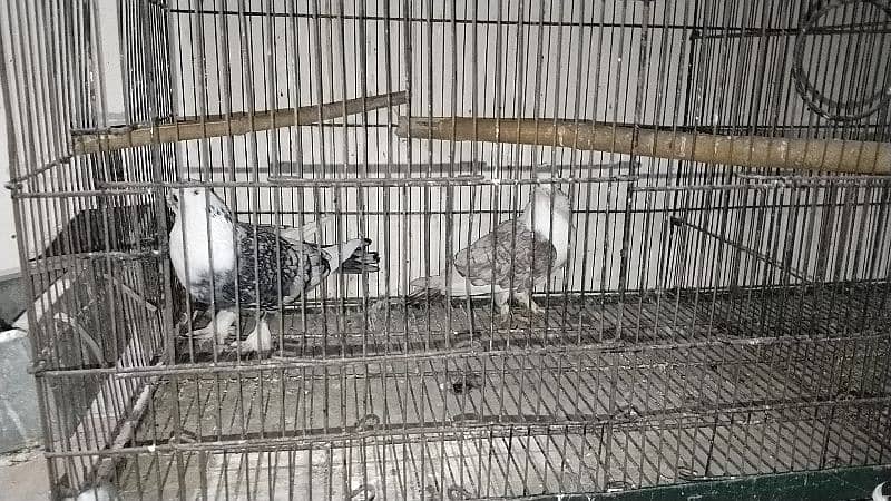 fancy pigeon for sale all 5