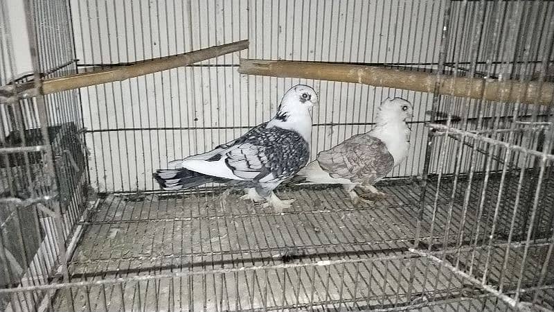 fancy pigeon for sale all 6