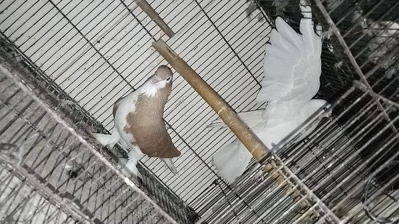 fancy pigeon for sale all 7