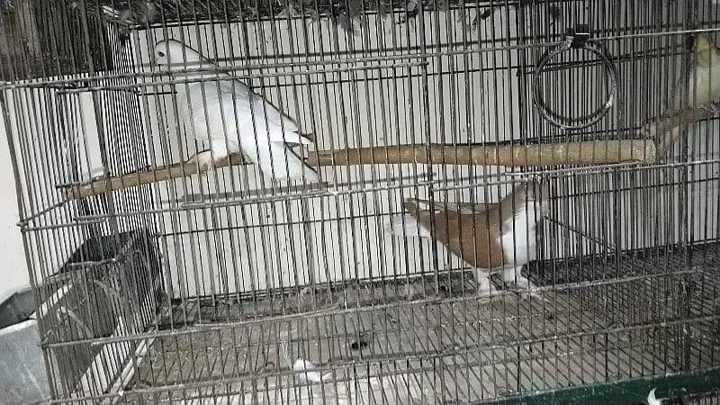 fancy pigeon for sale all 8