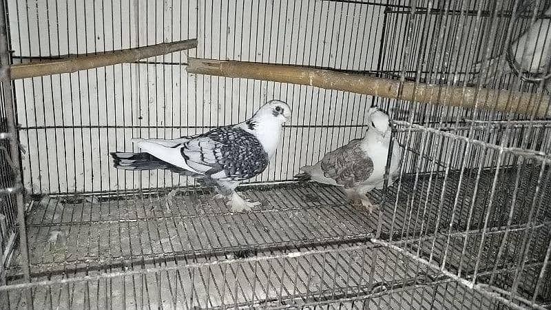 fancy pigeon for sale all 9