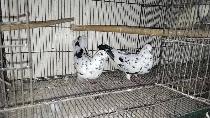 fancy pigeon for sale all 11