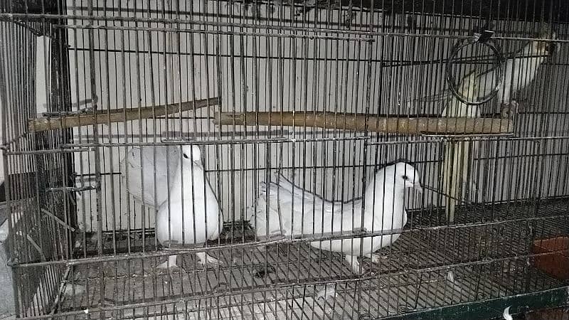 fancy pigeon for sale all 14