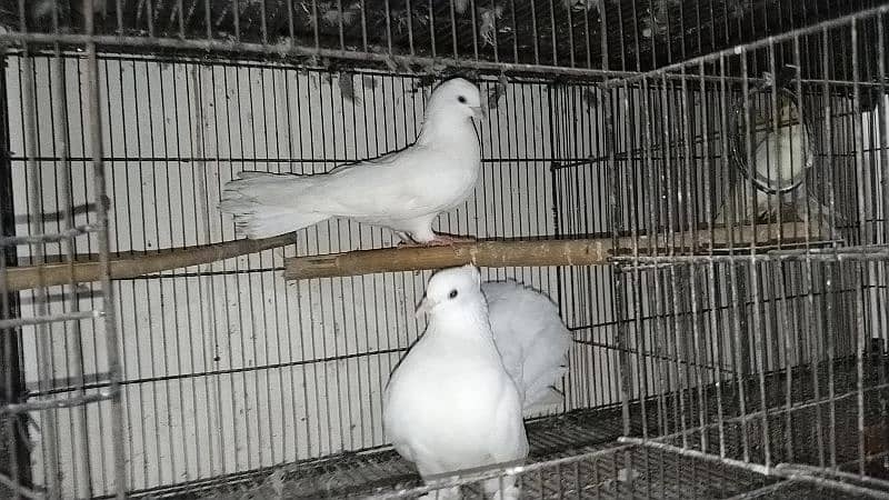 fancy pigeon for sale all 15