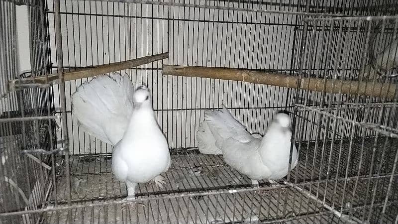 fancy pigeon for sale all 16