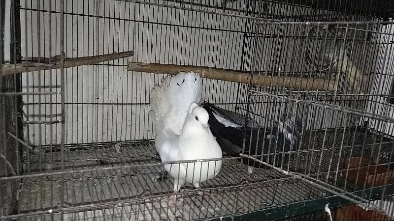 fancy pigeon for sale all 18