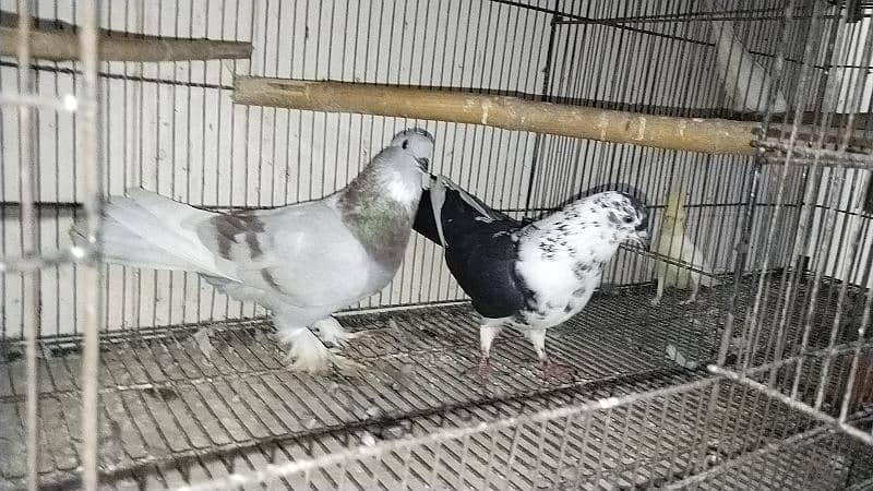 fancy pigeon for sale all 19