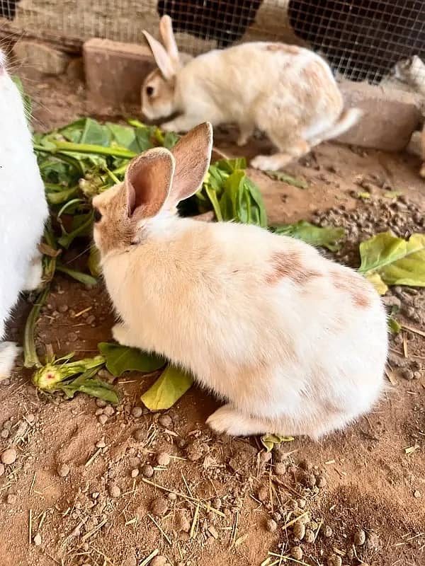 Rabbit Pair For Sale 0