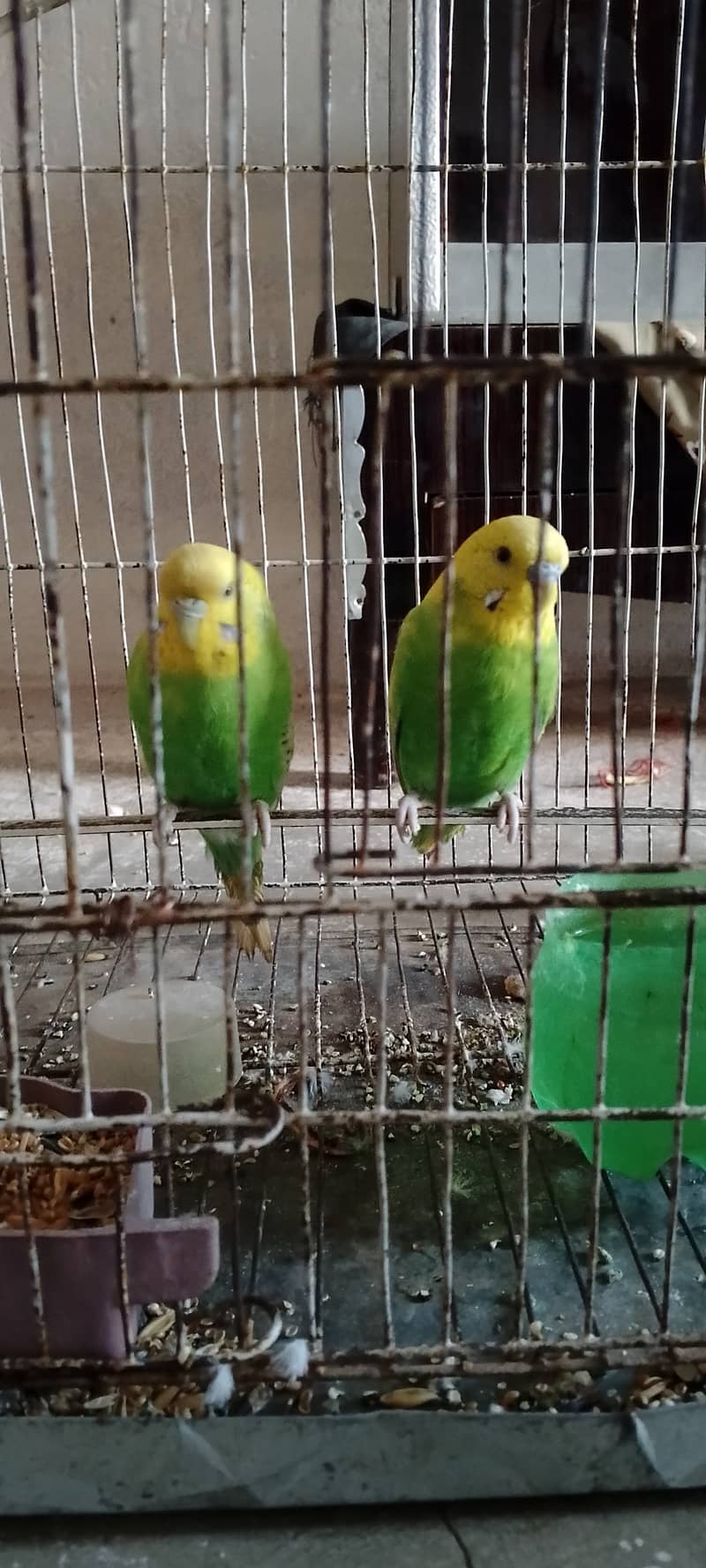 Pair of parrots 0