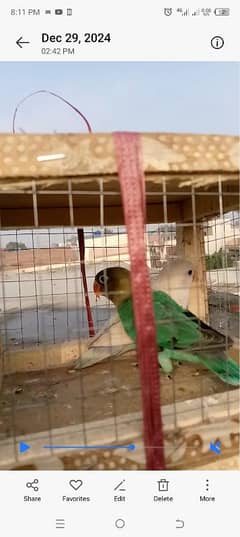 beautiful lovebirds breeder pair for urgent sale very reasonable price