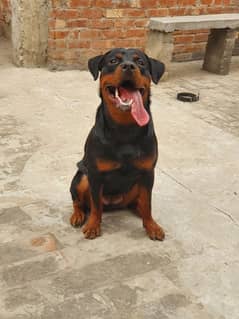 rottweiler female dog for urgent sale