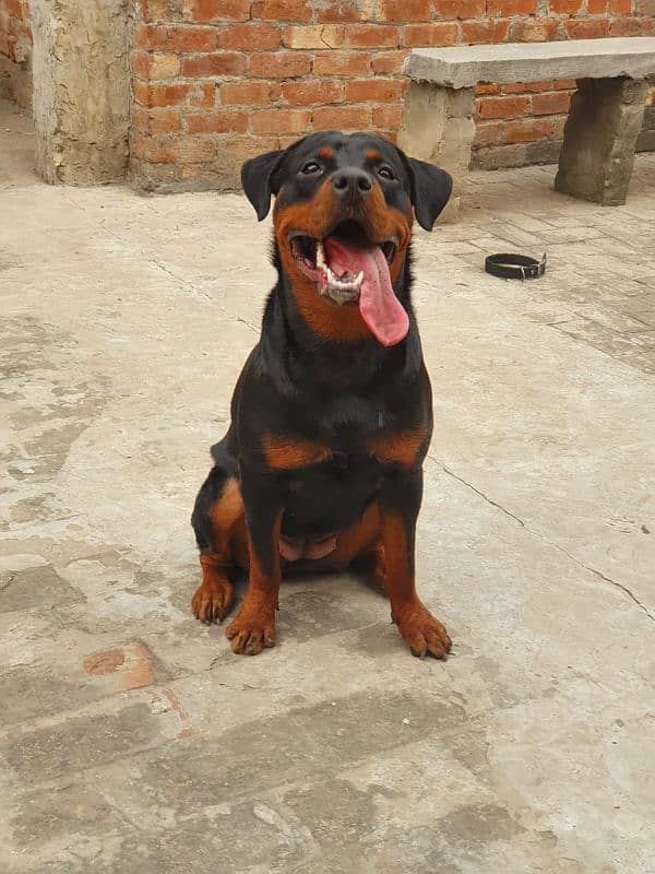 rottweiler female dog for urgent sale 0