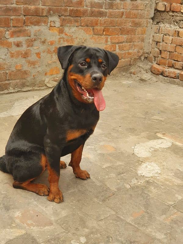 rottweiler female dog for urgent sale 1