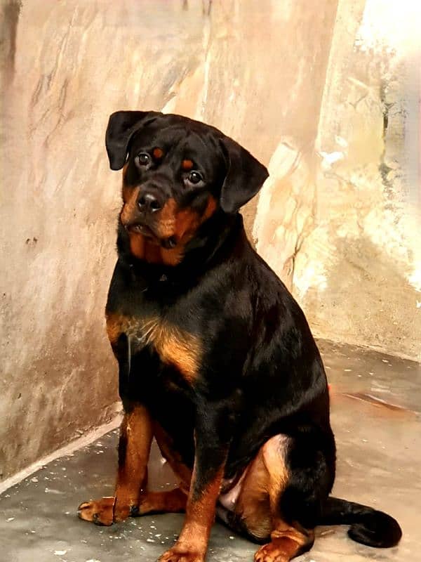 rottweiler female dog for urgent sale 2