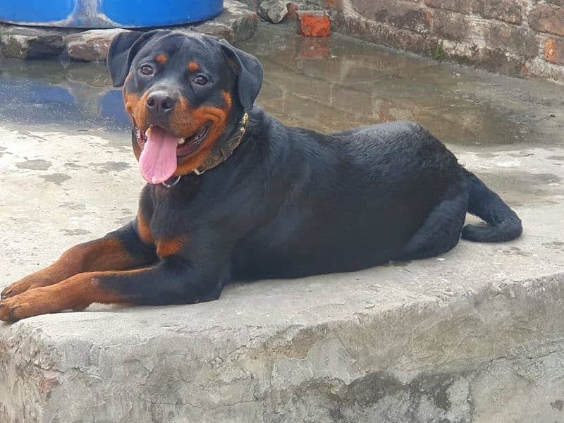 rottweiler female dog for urgent sale 3