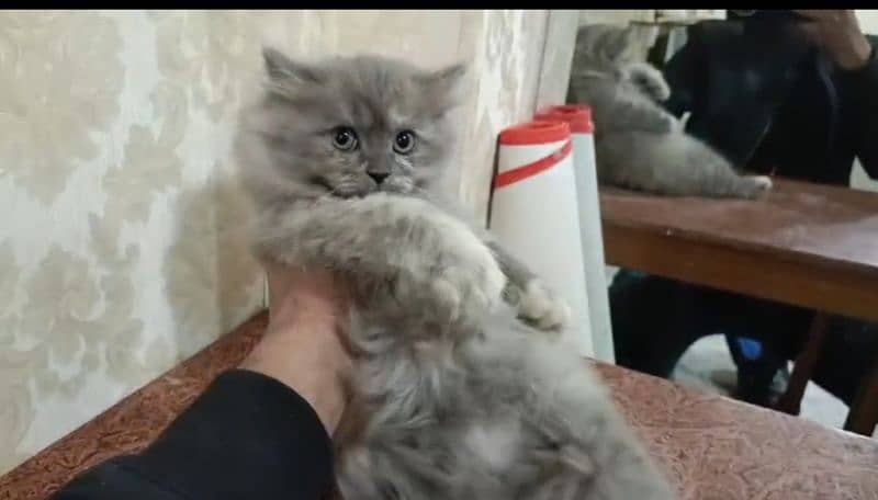 Persian Grey Triple coated Kitten.     Healthy and Active 2