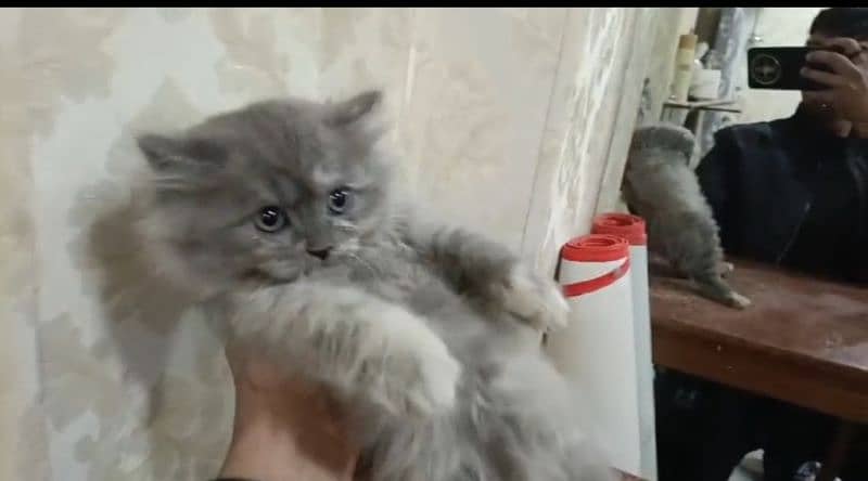 Persian Grey Triple coated Kitten.     Healthy and Active 3