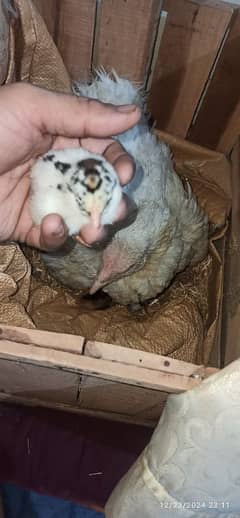 Heera / Mushka /Black & White & Lakha Chicks/Eggs Available