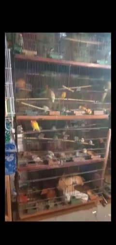 8 PORTION MASTER CAGE CONDITION 10/9 SLIGHTLY NAGOTIABLE.