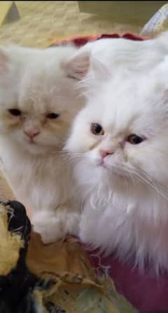 Persian cat male and female