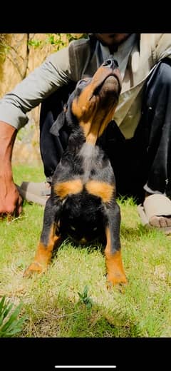 Doberman Pinscher pure