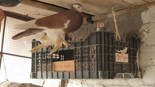 Fancy Pigeons for Sale