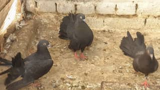 Fancy Pigeons for Sale