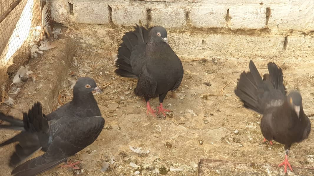 Fancy Pigeons for Sale 0