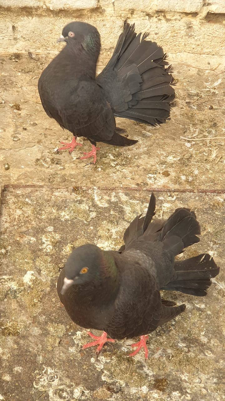 Fancy Pigeons for Sale 3