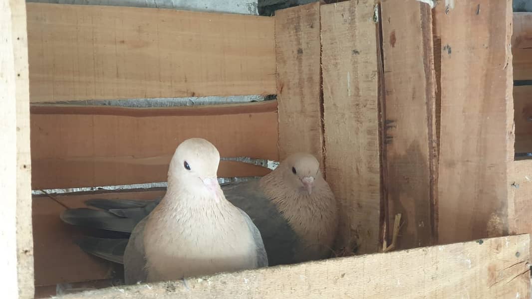 Fancy Pigeons for Sale 4