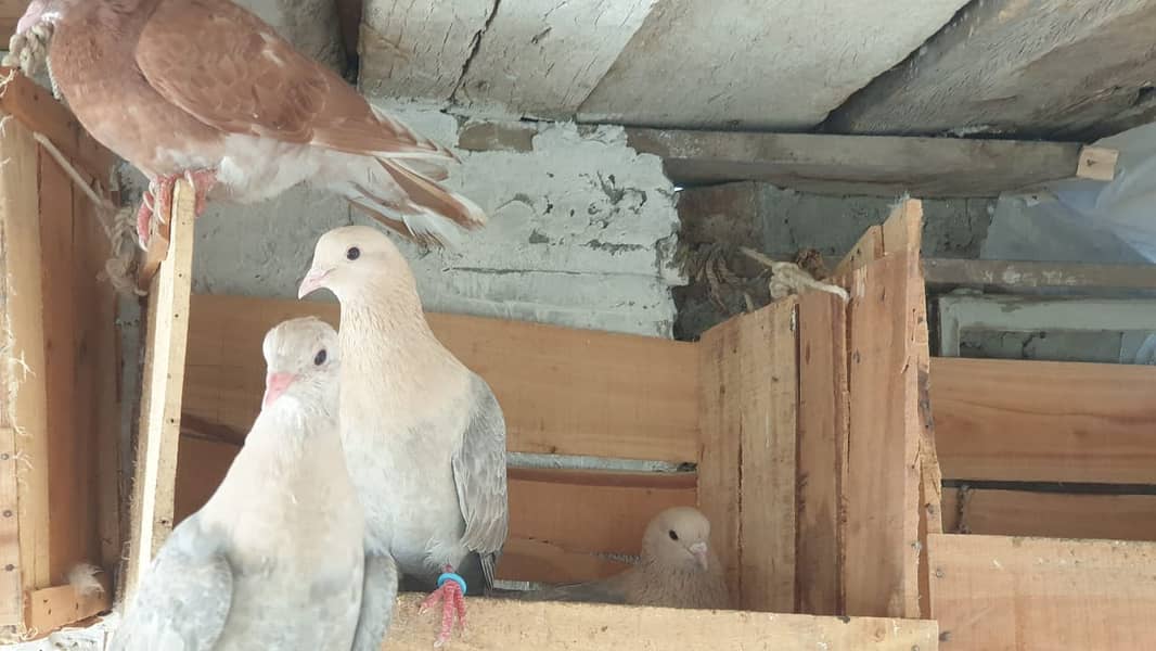 Fancy Pigeons for Sale 6