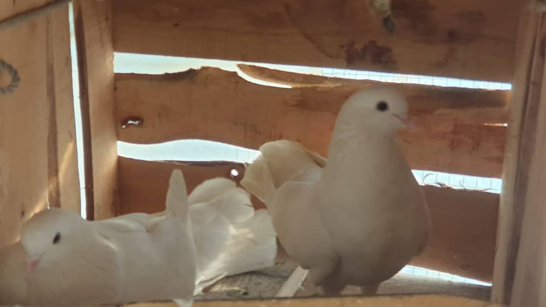 Fancy Pigeons for Sale 8