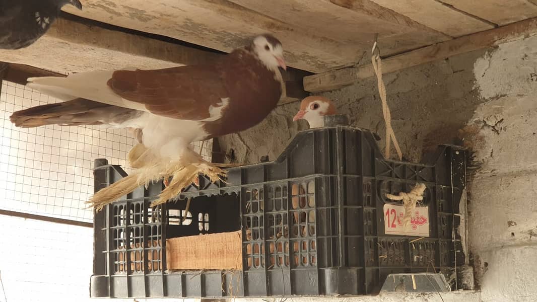 Fancy Pigeons for Sale 9