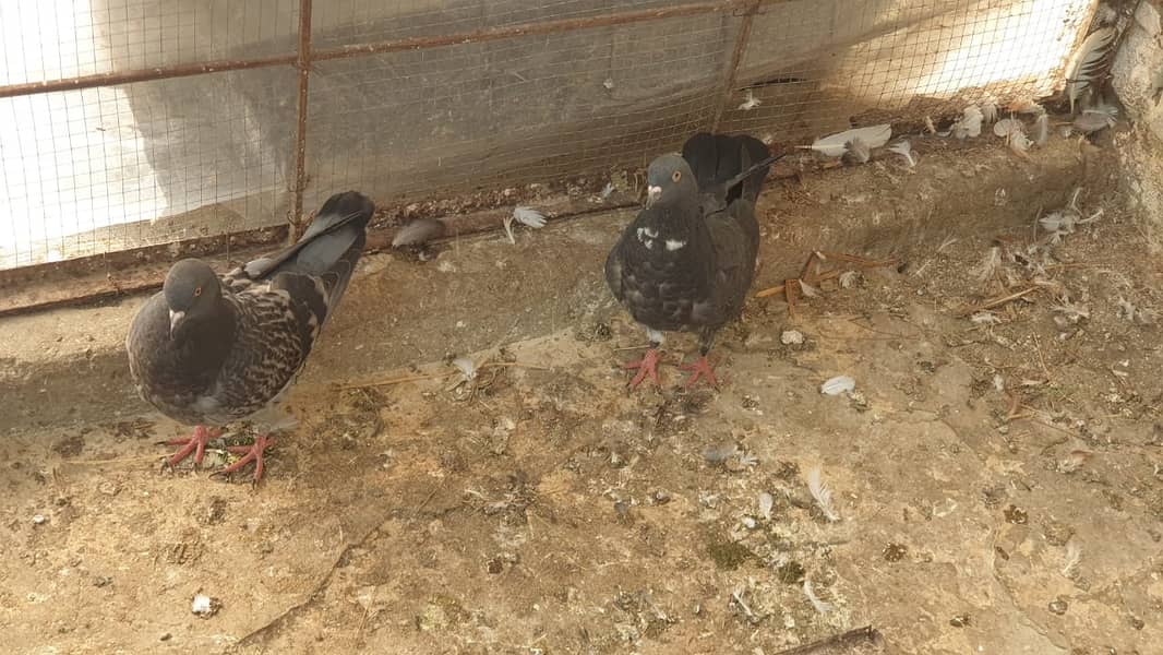 Fancy Pigeons for Sale 10