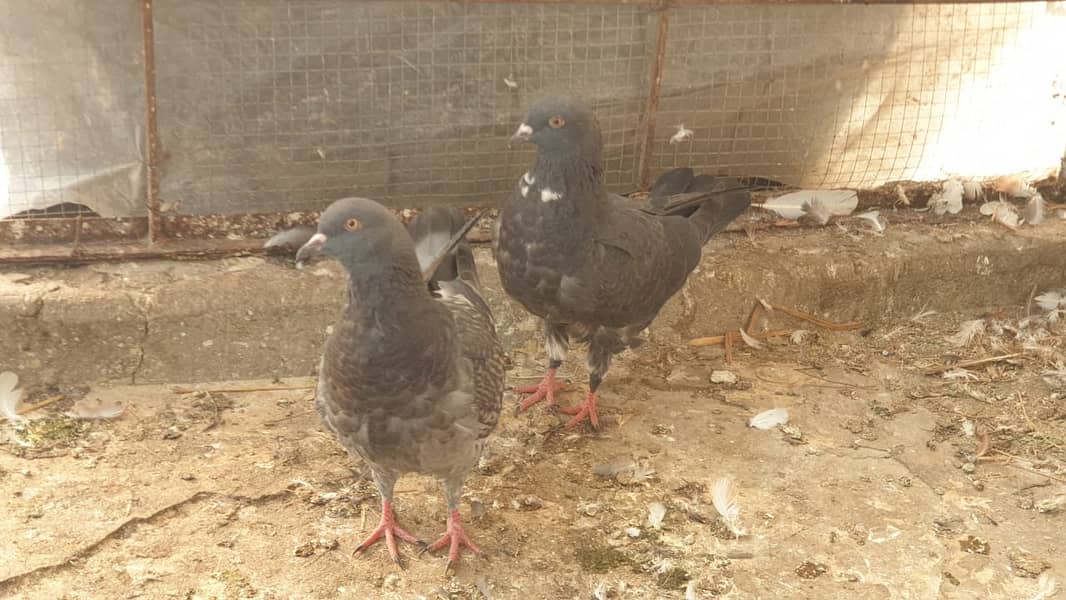 Fancy Pigeons for Sale 11