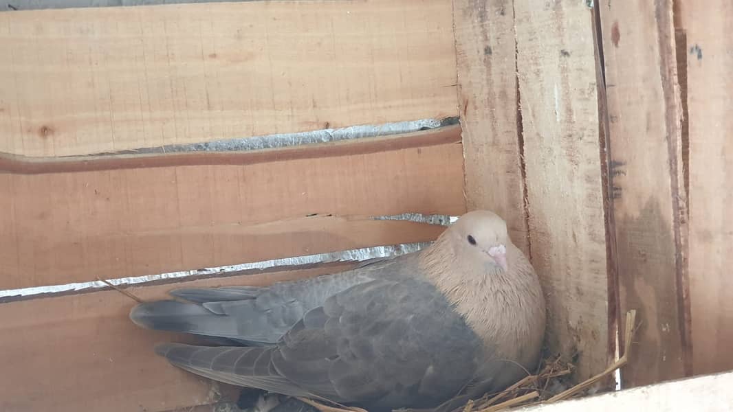 Fancy Pigeons for Sale 12