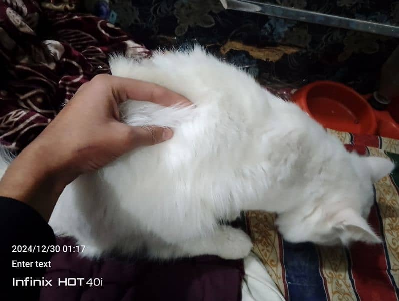 Persian male triple coat breader male for sale 1