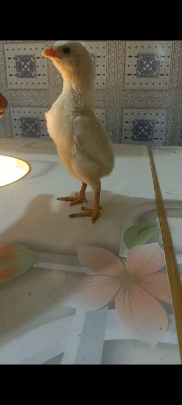 White o shamo chicks king size  avaliable and pure thi pakoya female 0