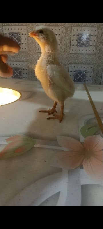 White o shamo chicks king size  avaliable and pure thi pakoya female 1