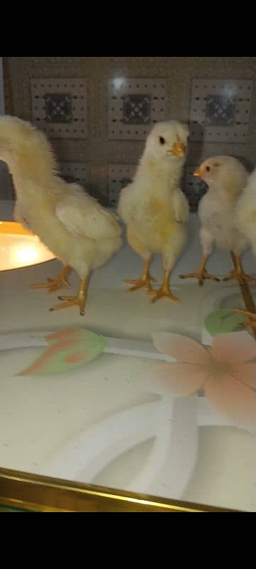 White o shamo chicks king size  avaliable and pure thi pakoya female 2