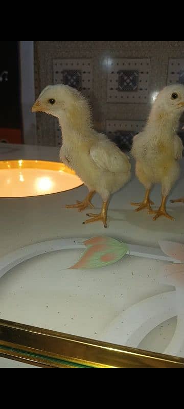 White o shamo chicks king size  avaliable and pure thi pakoya female 3