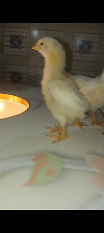 White o shamo chicks king size  avaliable and pure thi pakoya female 4