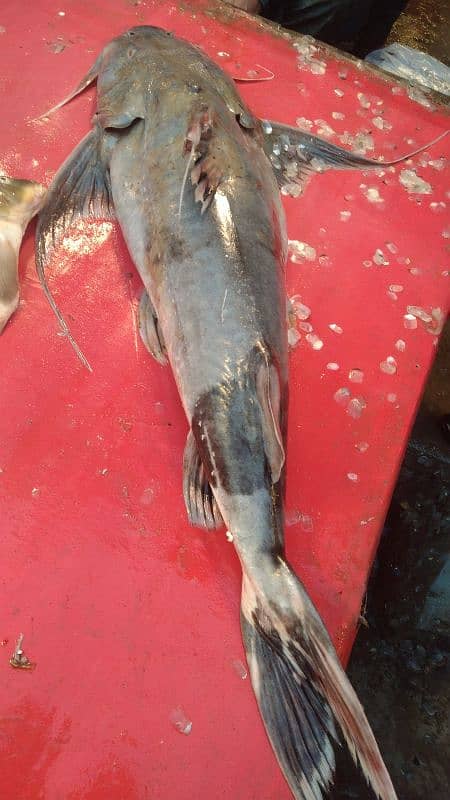 All  fish available Rahu  baam soal mali shangari  contact 03044360413 5