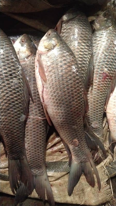 All  fish available Rahu  baam soal mali shangari  contact 03044360413 9