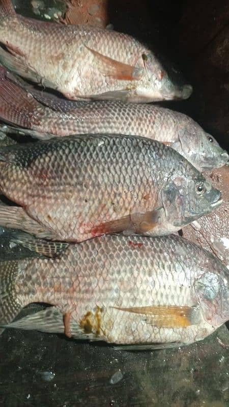 All  fish available Rahu  baam soal mali shangari  contact 03044360413 10