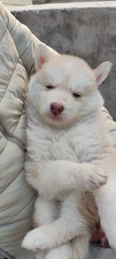 puppies available for sale,Siberian Husky puppies, white husky puppies