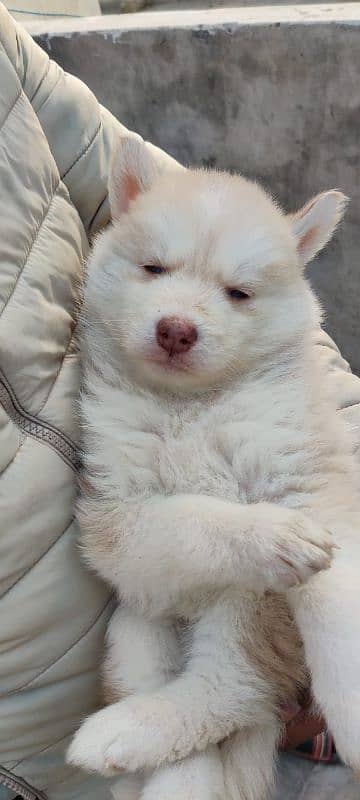 puppies available for sale,Siberian Husky puppies, white husky puppies 0