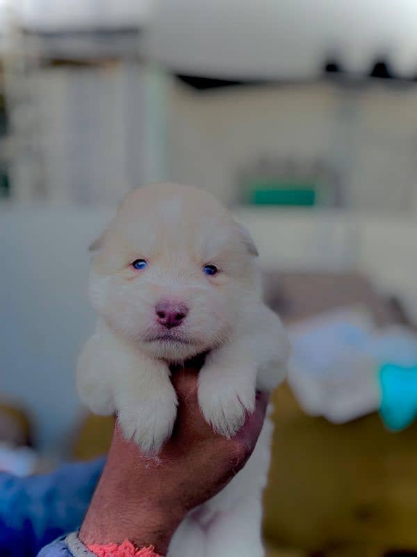 puppies available for sale,Siberian Husky puppies, white husky puppies 1