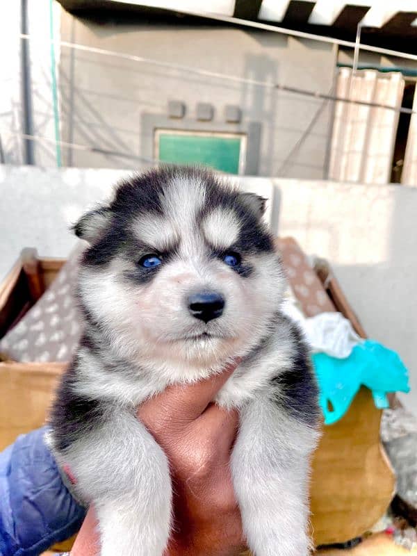 puppies available for sale,Siberian Husky puppies, white husky puppies 2